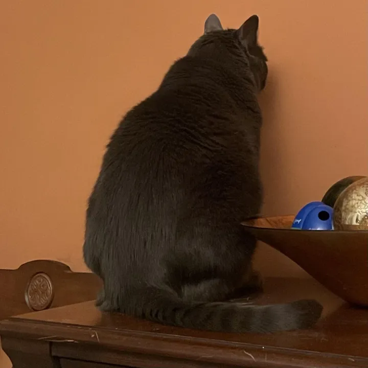 «Я не знаю, что он делает, но он делает это уже полчаса».