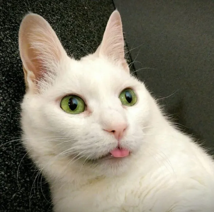 «Наш милый мальчик Чеддер мог бы быть образцом пустоголового кота». «Наш милый мальчик Чеддер мог бы быть образцом пустоголового кота».