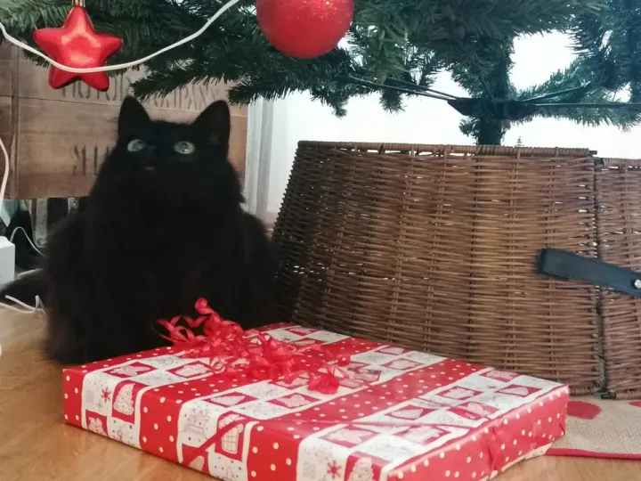 «Он позволяет другим думать за него». «Он позволяет другим думать за него».