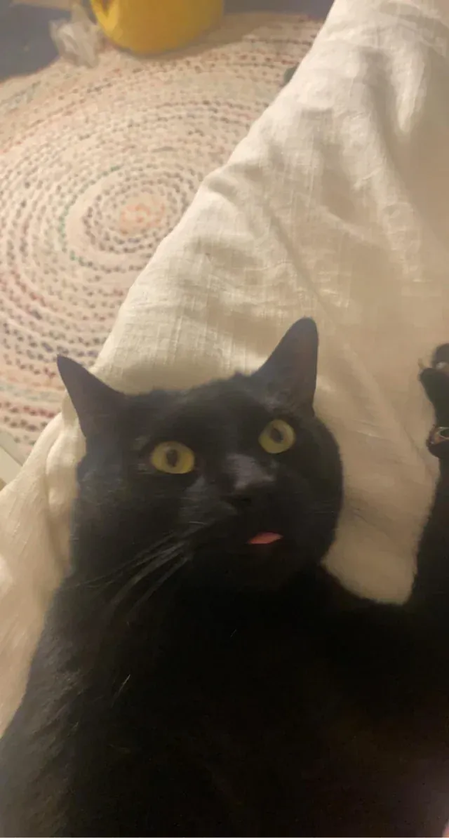 «У Момо нет ни одной активной клетки мозга». «У Момо нет ни одной активной клетки мозга».