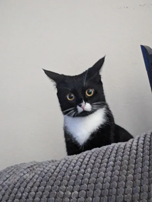 «Мой маленький глупый котенок». «Мой маленький глупый котенок».