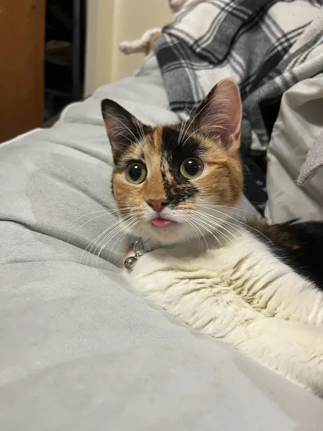 «Блеп». «Блеп».