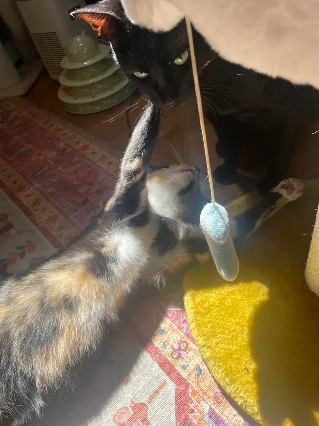 «Моя пустоголовые девочки». «Моя пустоголовые девочки».