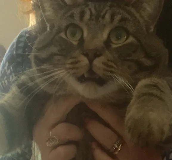 «Это ниндзя. Он боится пластиковых пакетов и собственной тени». «Это ниндзя. Он боится пластиковых пакетов и собственной тени».