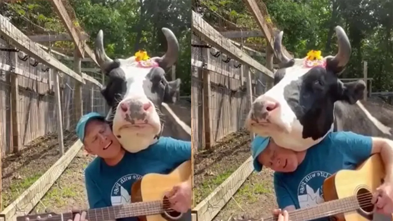 Корова, обожающая песни под гитару.