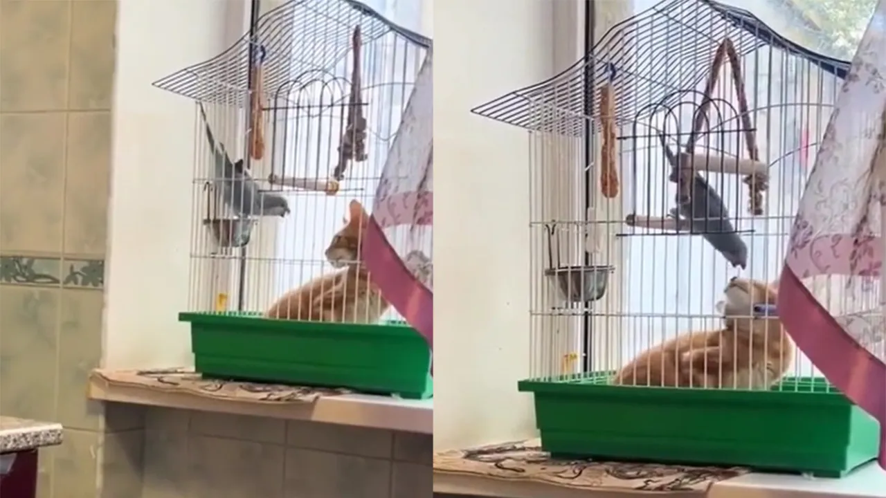 Попугай пытается выгнать кота из клетки.