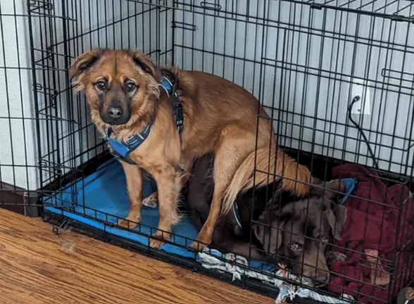 «Моя собака Ракета буквально сидит на другой моей собаке. Столько терпения».