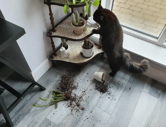 «Бальтазар ненавидит мои растения».