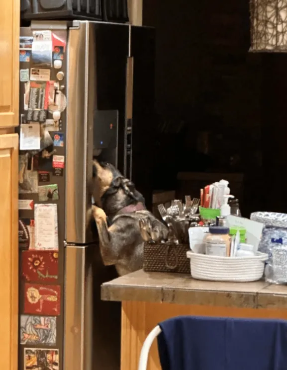 «Мама услышала шум, когда собиралась спать, и обнаружила, что собака включила воду».