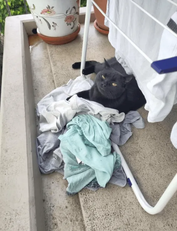 «Могу ли я вам чем-то помочь?»