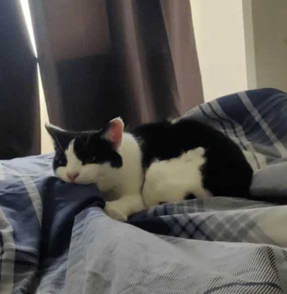 «Пытаюсь заснуть после ночной смены, а Тор постоянно кусает меня за пальцы ног и будит меня, потому я смею лежать его в постели днем против его воли!»