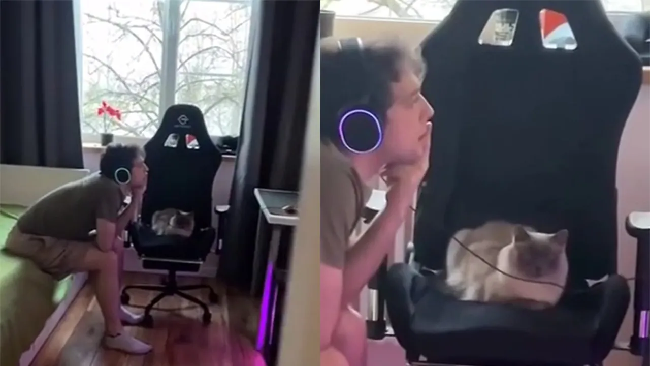 Кот-геймер.