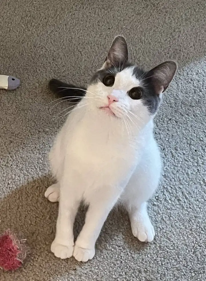 Этот котофей особенно надеется.