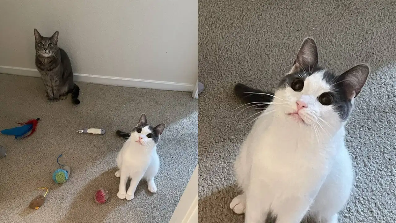 Котики принесли своей хозяйке свои игрушки.