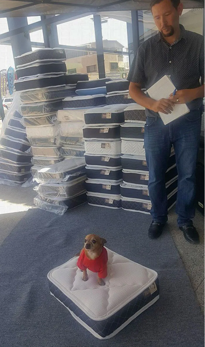 Магазин матрасов дарит клиентам мини-матрас для их собачек при покупке обычного.