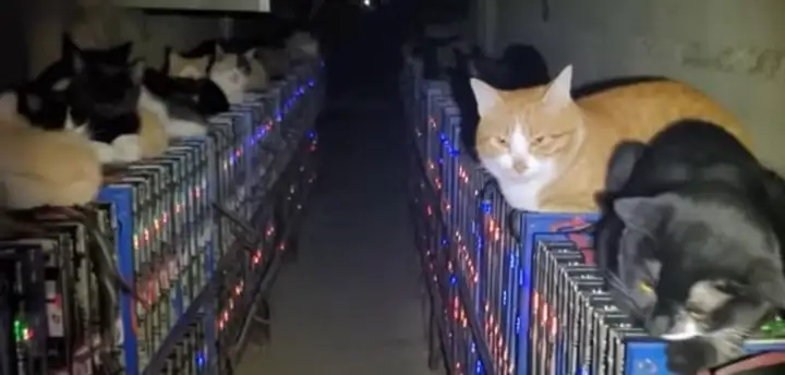 Но владелец фермы не стал бороться с пушистым нашествием, а сделал выделили им отдельное помещение с мягкими теплыми лежанками.