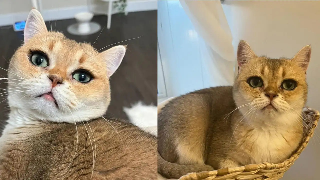 Кошечка с подведенными глазами.