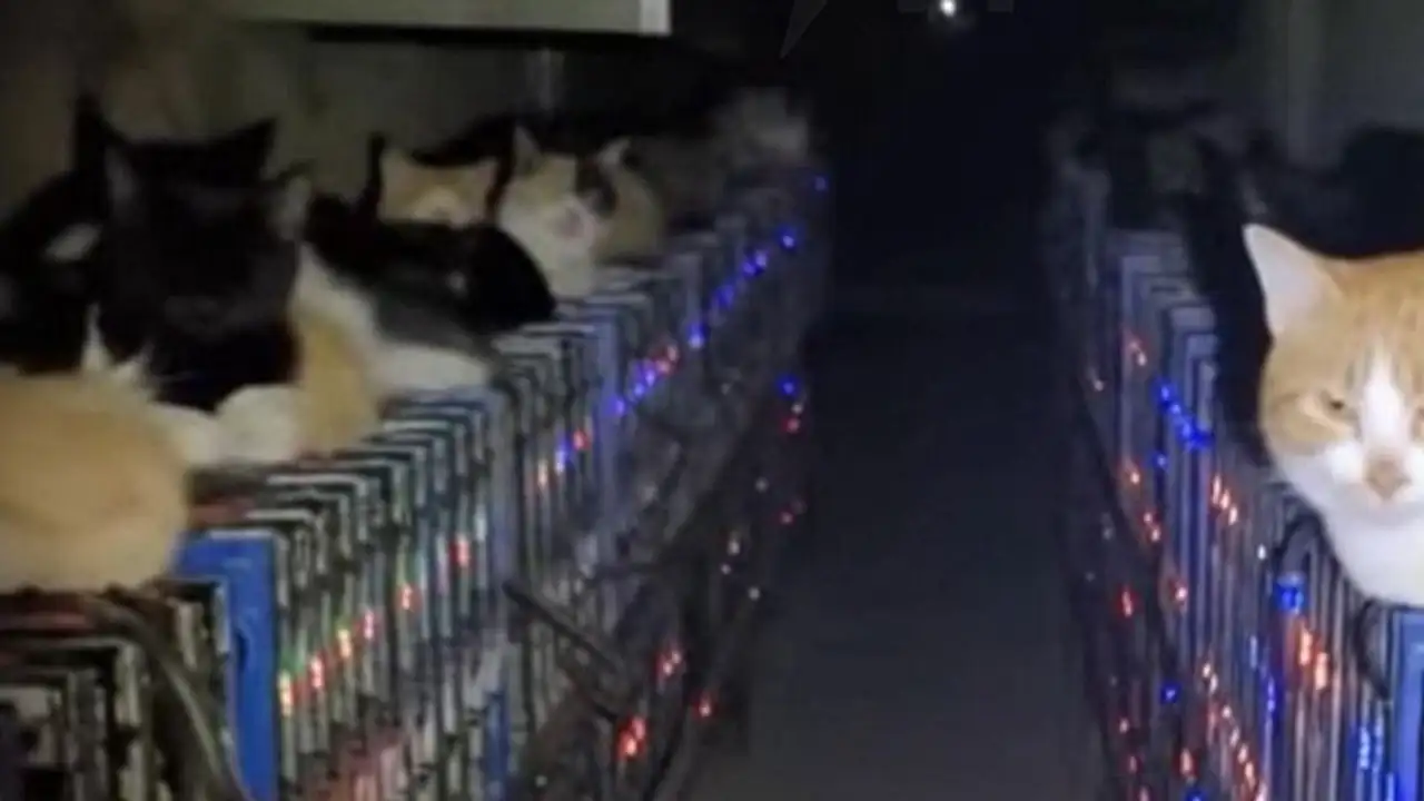 Котики греются на майнинг-ферме.