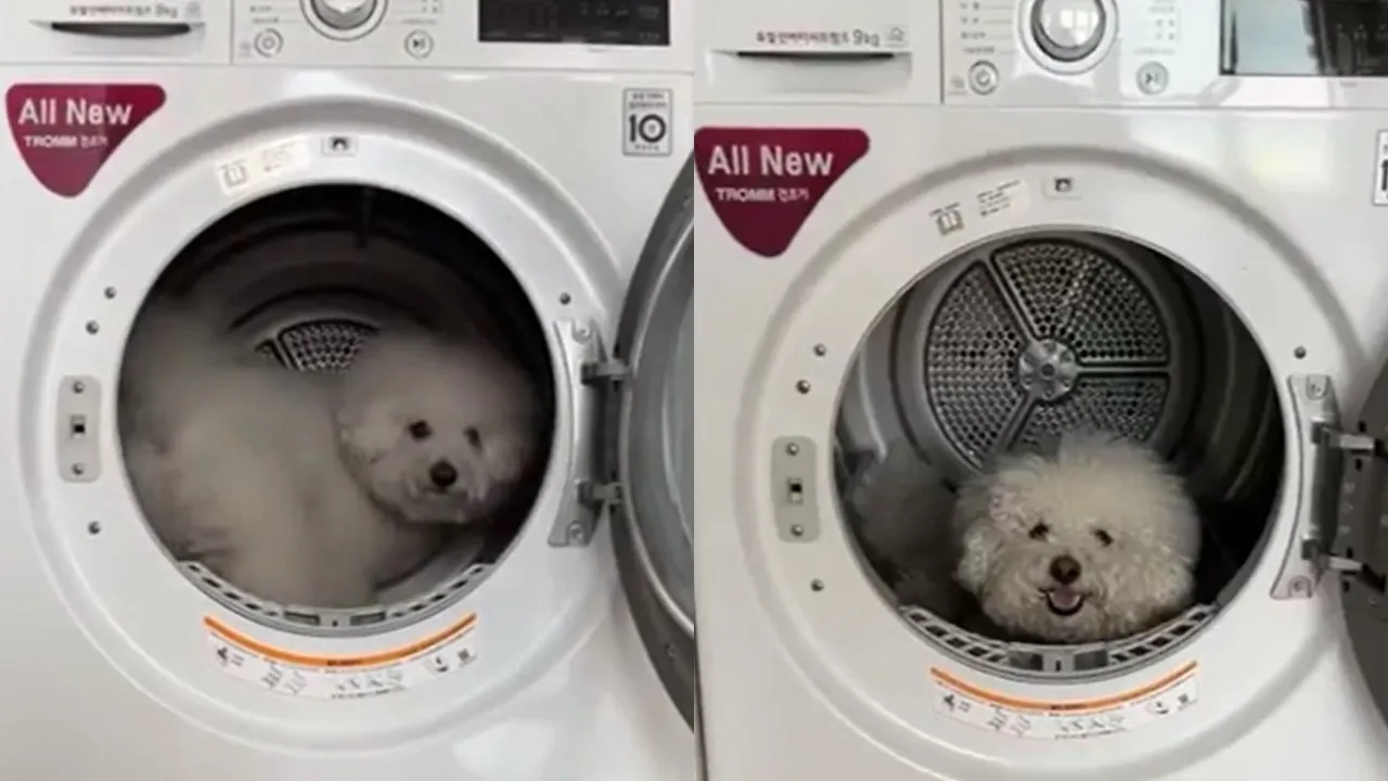Пес в стиральной машине.