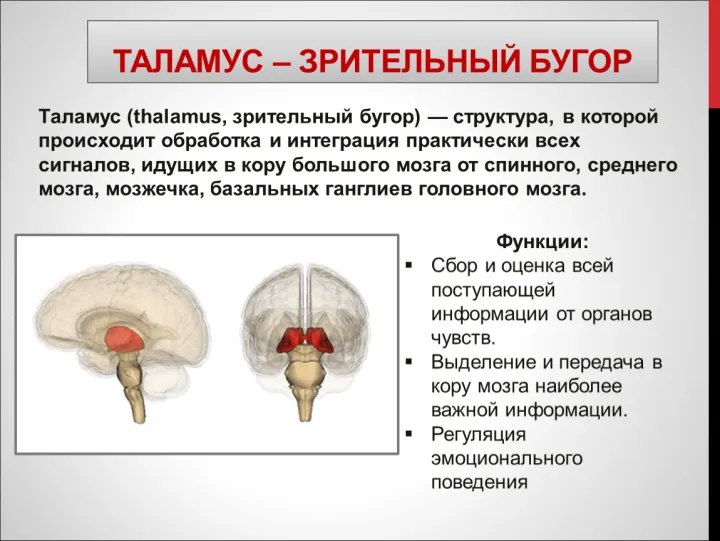 Ядра таламуса отвечают за обработку и фильтрацию информации, которую они затем передают другим отделам мозга.