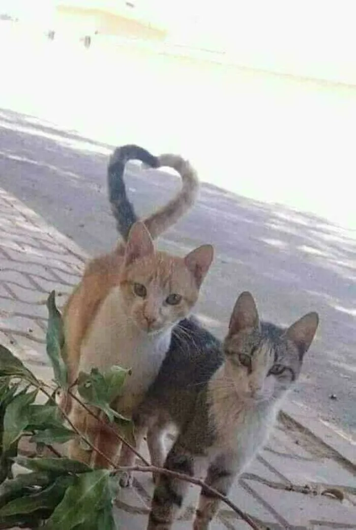 Кошачья любовь.