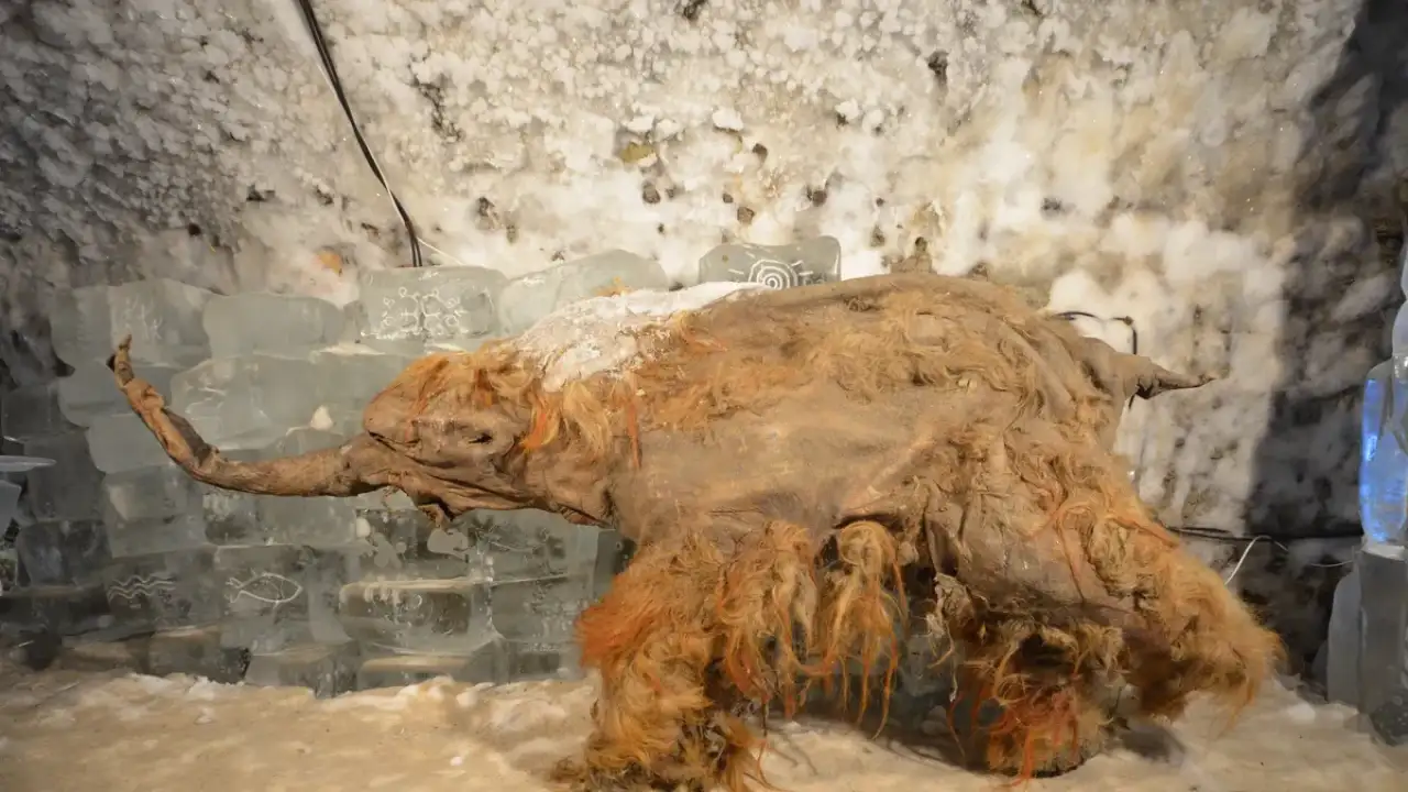 Шерстистый мамонт Юка.