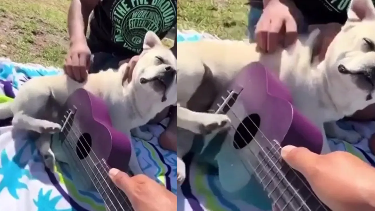 Пес изобрел необычный способ игры на гитаре.