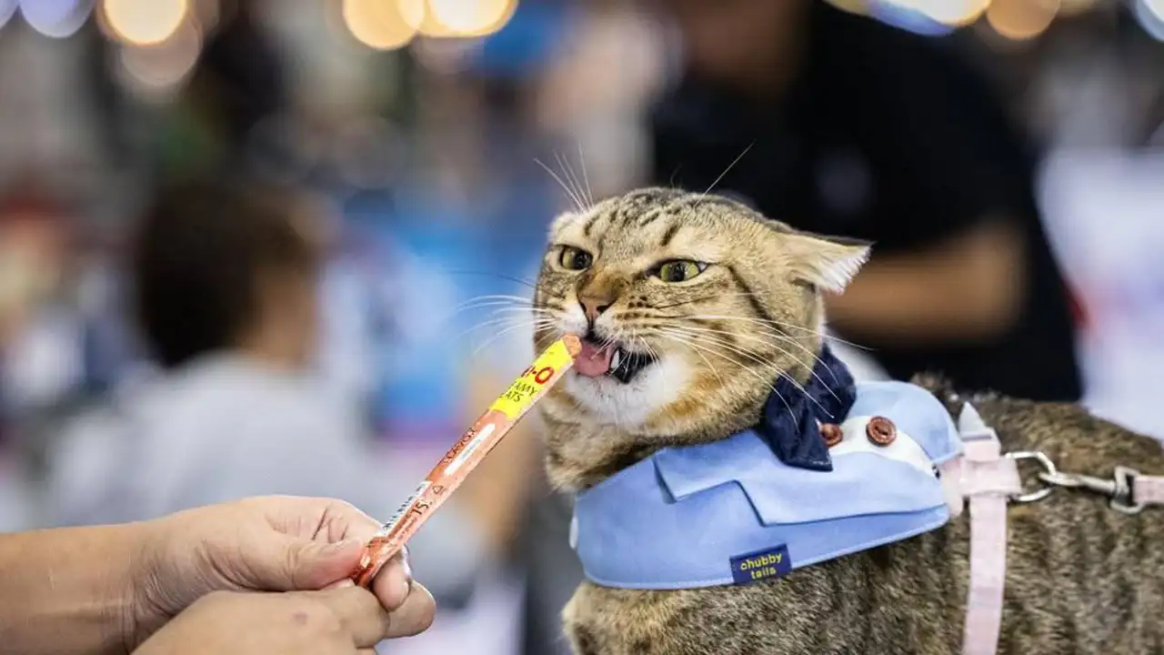 Кот поедает корм на скорость.