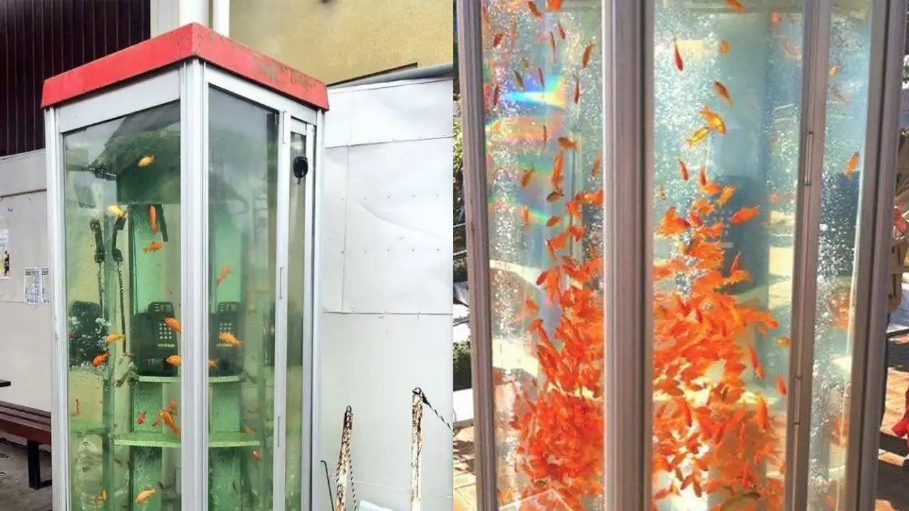 Аквариумы в старых телефонных будках в Осаке.