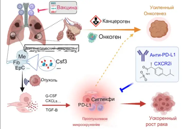 Механизм развития рака лёгких. Механизм развития рака лёгких.