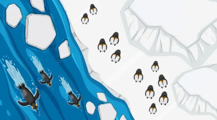 Пингвины оставляют детёнышей на острове, а сами отправляются на промысел рыбы.