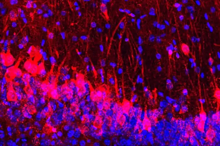 Красным цветом выделены клетки крысы в мозге мыши.