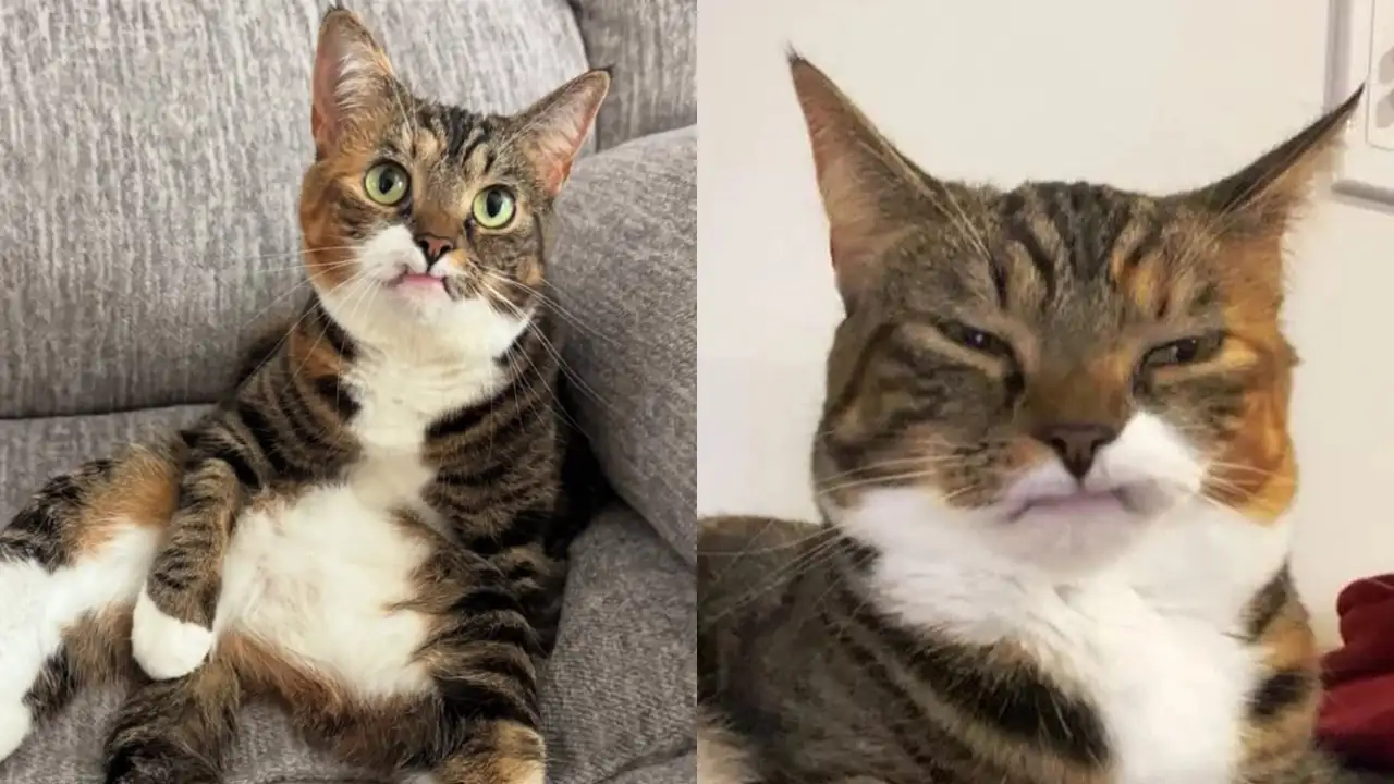 Кот с недовольной мордочкой.