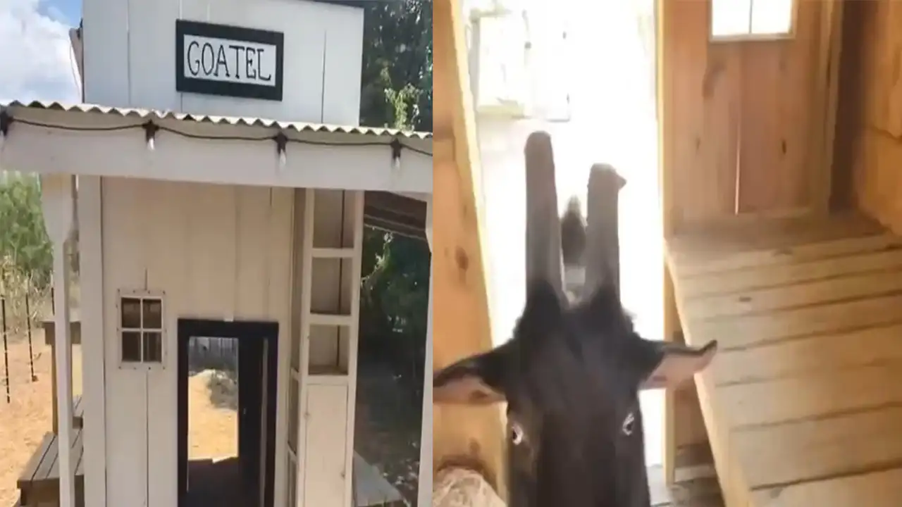 Козлик Фрэнк.