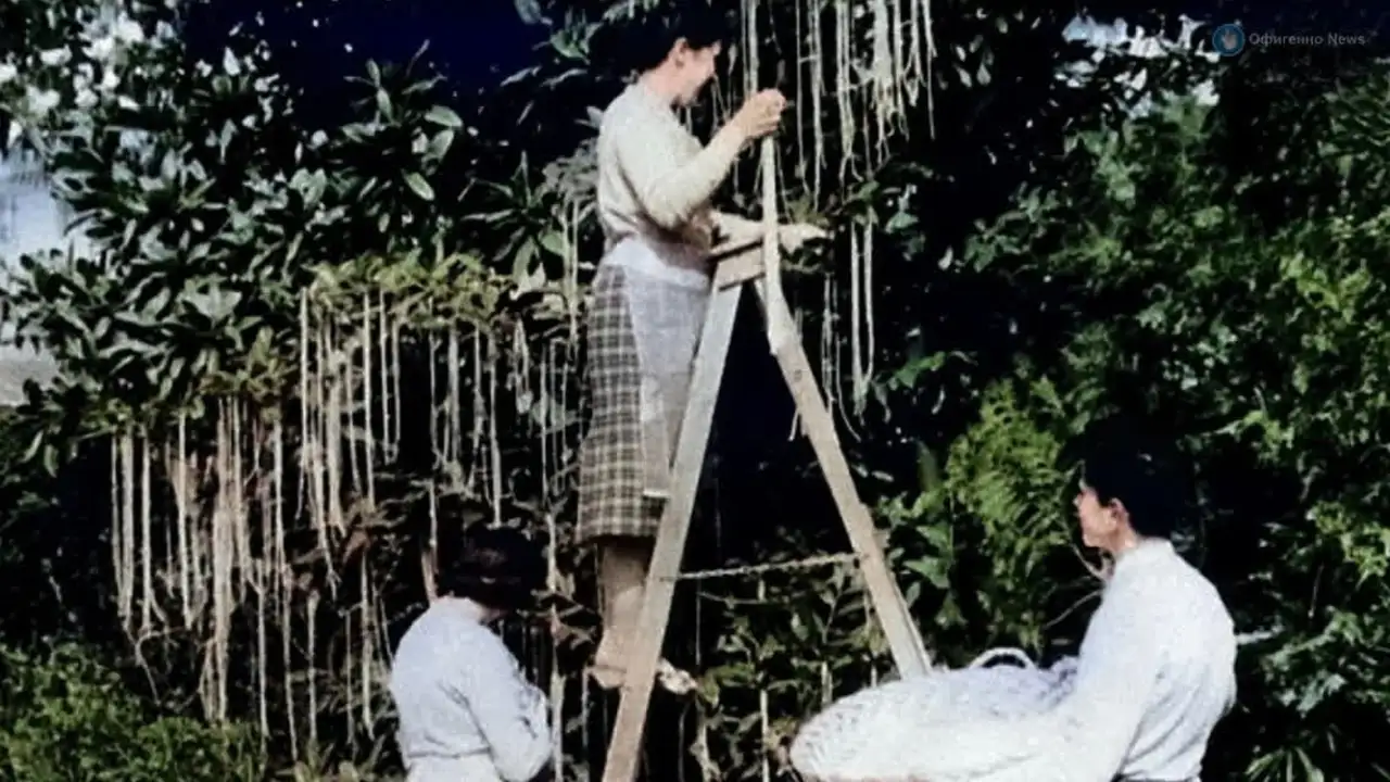 «Урожай спагетти» в Швейцарии в 1957 году.