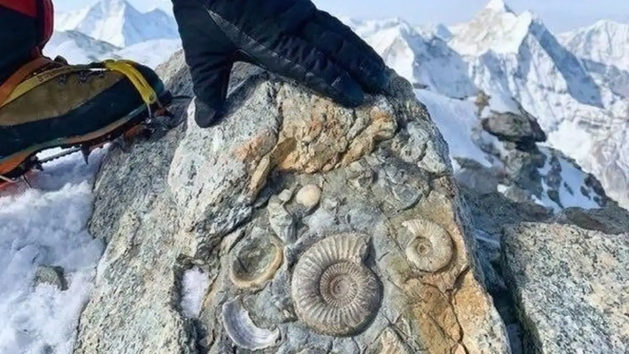 Ракушки на вершине Эвереста.