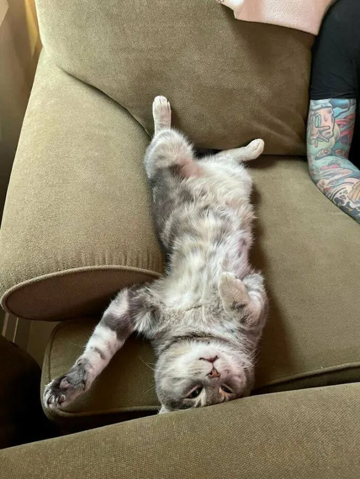 «Мы усыновили этого парня на прошлых выходных. Нам сказали, что он будет прятаться, поскольку он был довольно робким. Это был второй день в его дом!» 