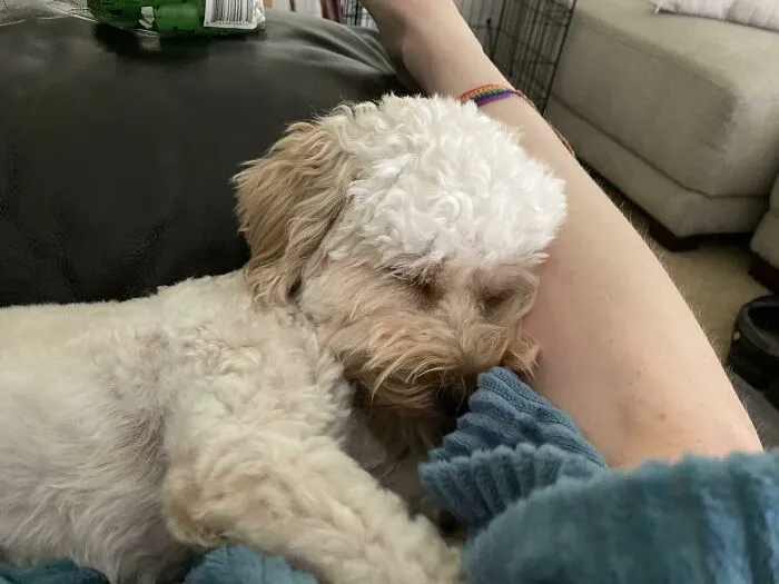 «Я усыновила его 72 часа назад и уже влюблена».