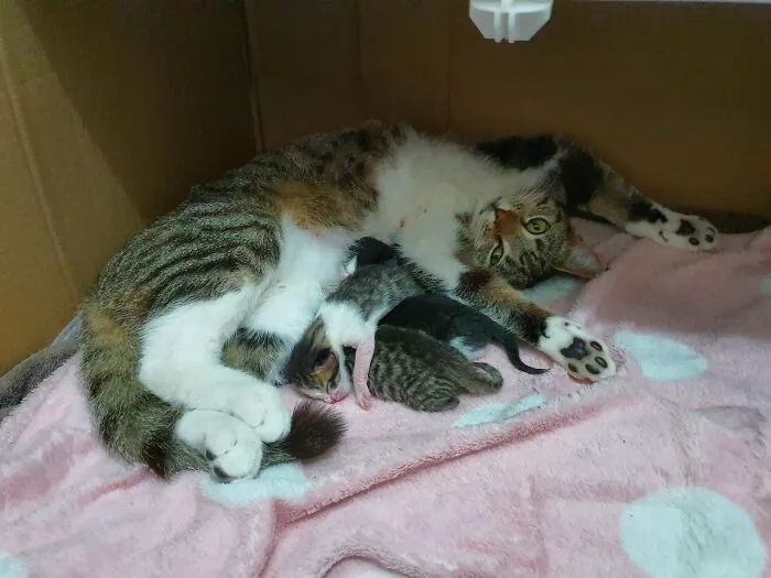 «Усыновил Лилли в прошлую пятницу только для того, чтобы узнать, что она вот-вот родит». firstonesecond