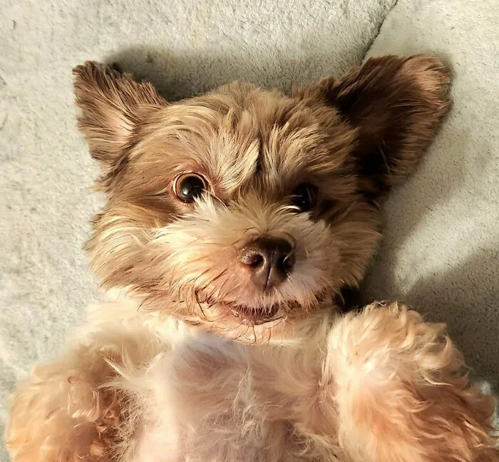 «Мы проехали 1800 миль, чтобы усыновить напуганную, не социализированную собаку. Это она дома». 