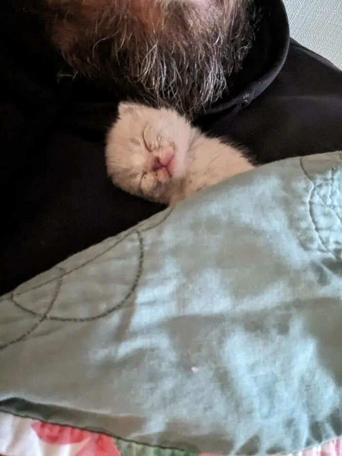 «Спасенный котенок».