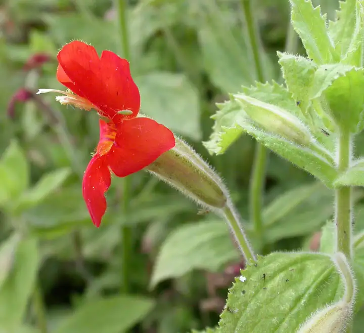 Цветок Mimulus cardinalis. Цветок Mimulus cardinalis.