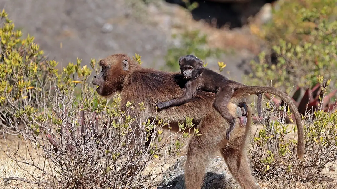 Гелада с детёнышем.