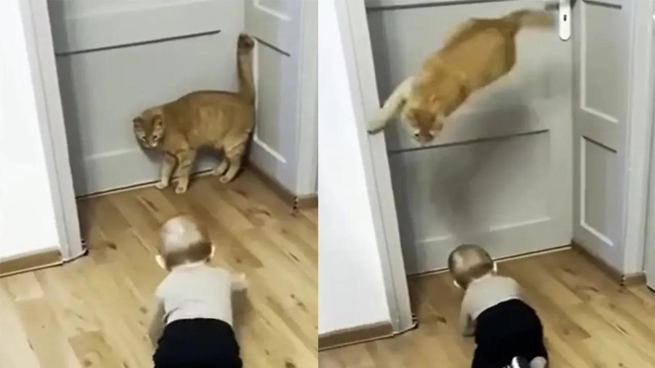 Кот и ребенок.