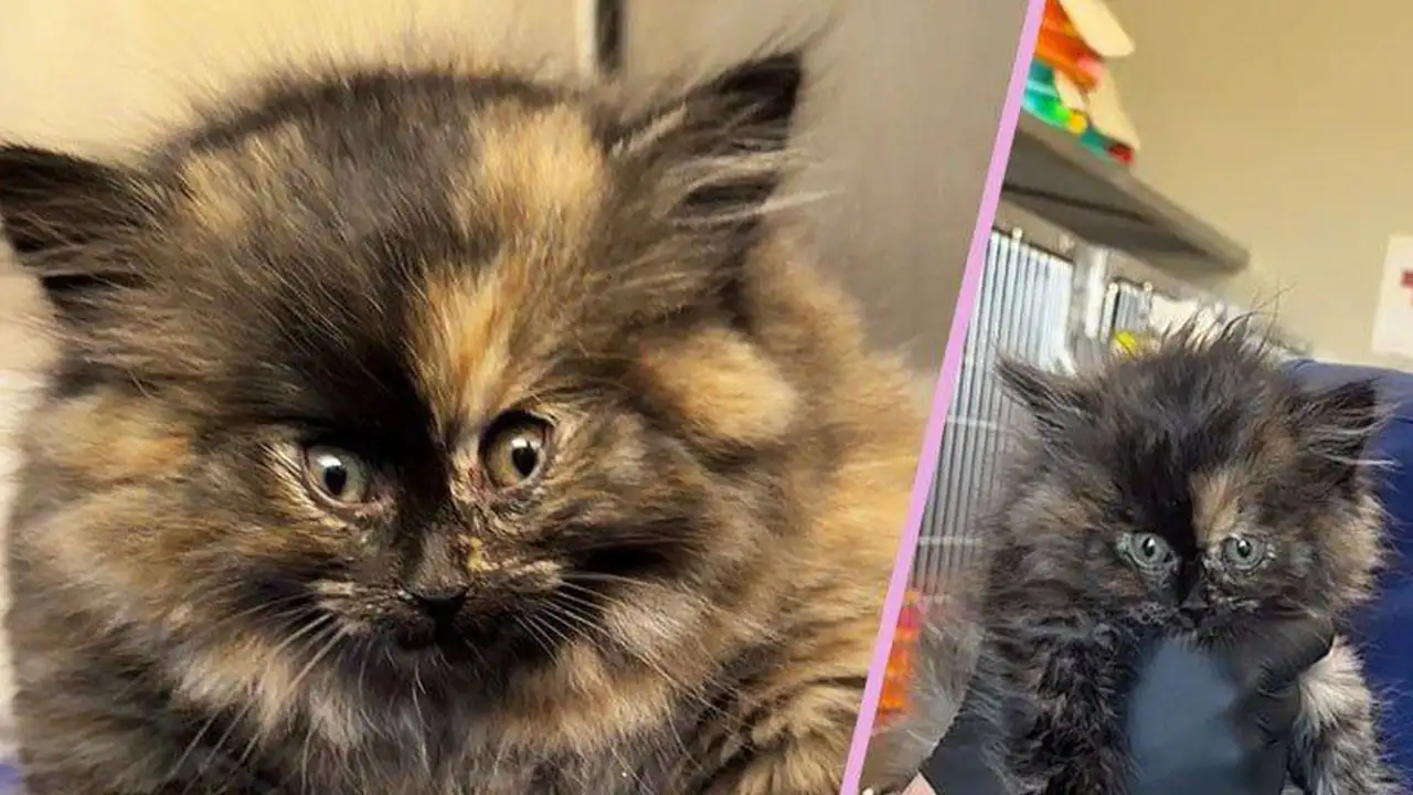 Котёнок Зои до и после операции.