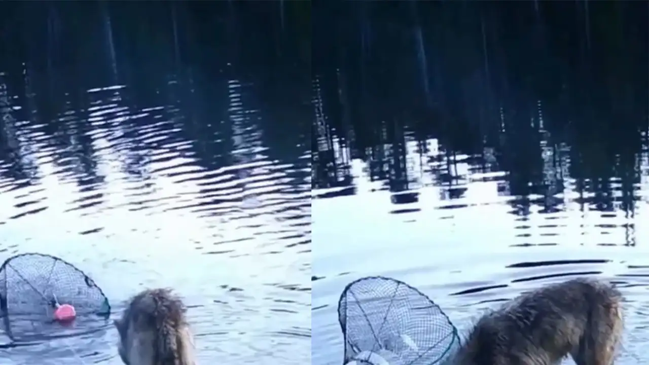 Волчица вскрывает крабовую ловушку.