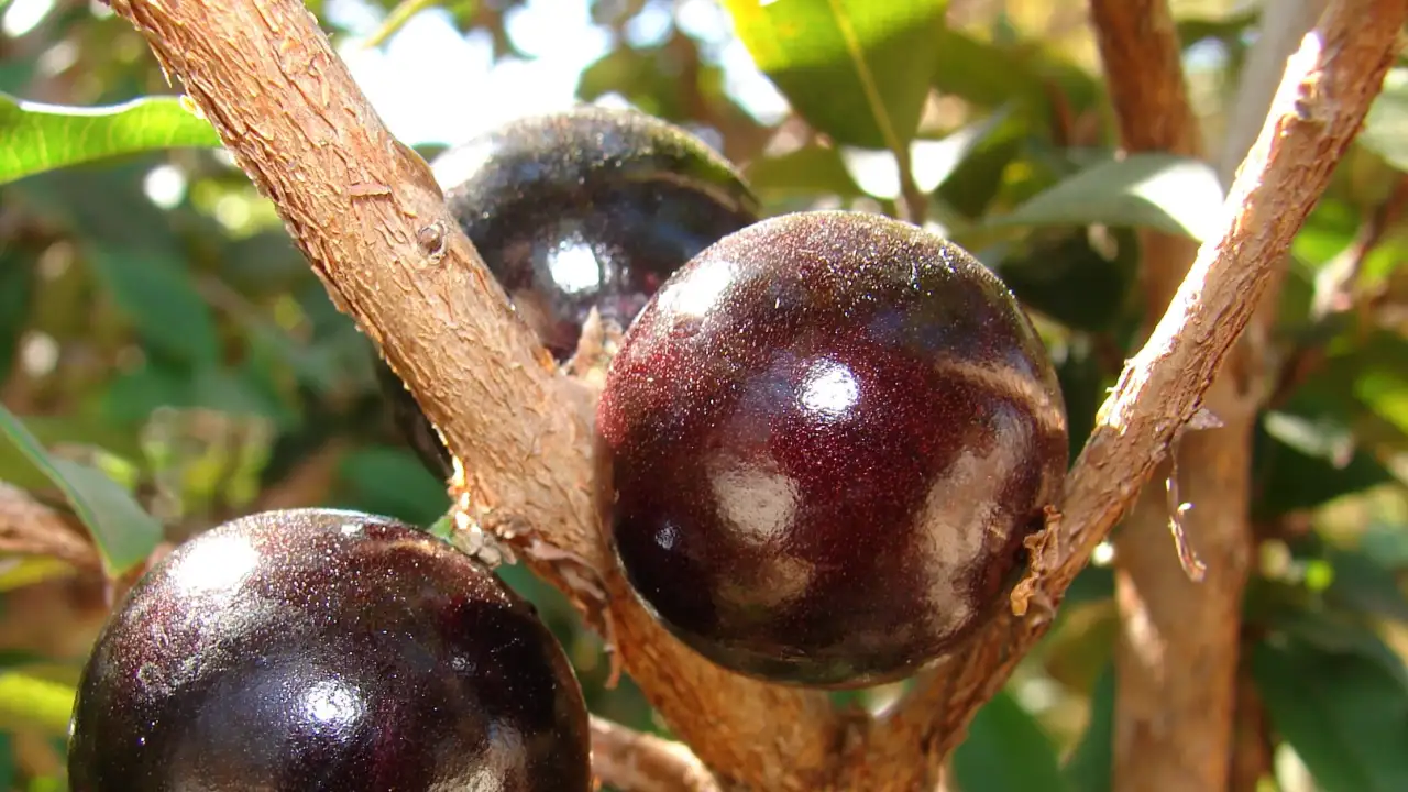 Жаботикаба