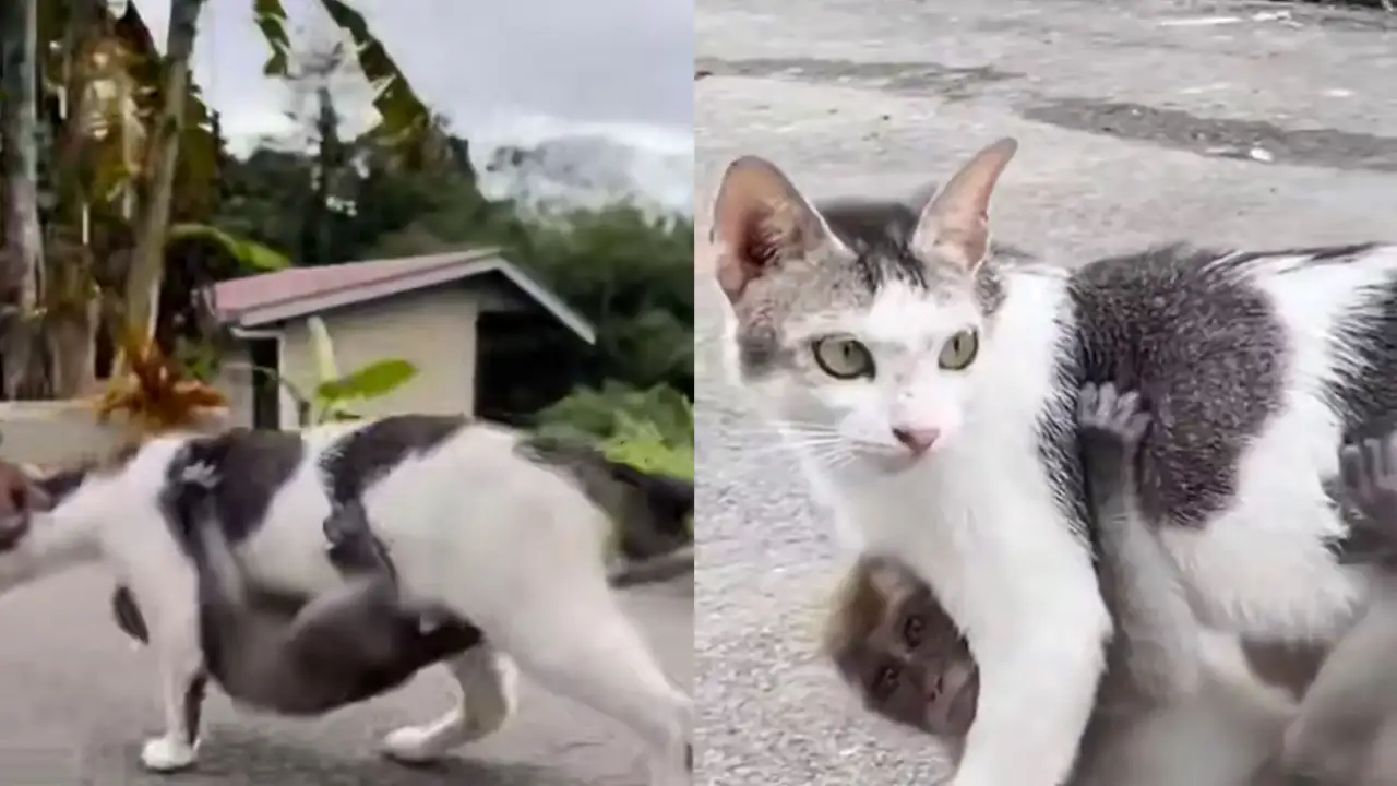 Кошка и обезьяна.