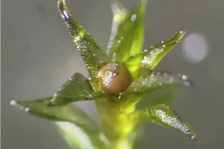 Этот мох вырос из споры, которая провела девять месяцев в космосе.