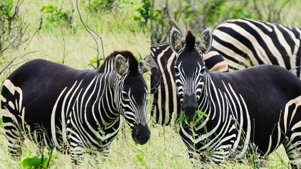 Чёрная зеба в белую полоску.